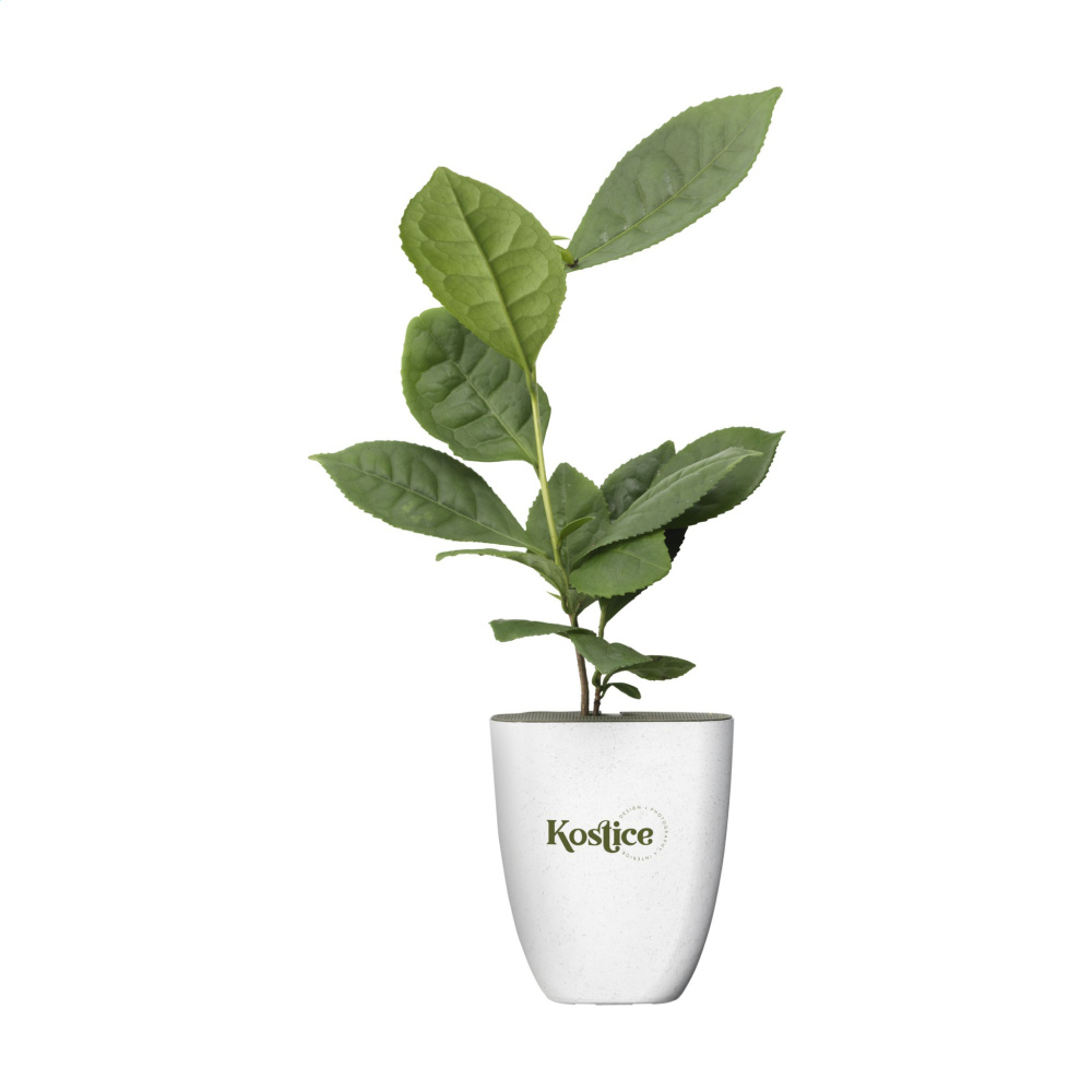 Logotrade promotional merchandise photo of: Treemore Letterbox Trees Tea plant