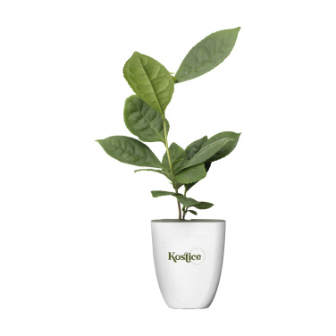 Logo trade promotional gifts picture of: Treemore Letterbox Trees Tea plant