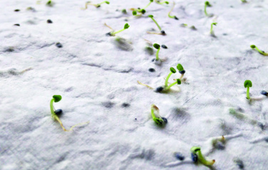 Logo trade promotional products image of: Wildflower seed business card.