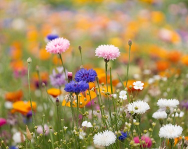 Logotrade profilprodukter bild: A6 fröpappersark vildblommor